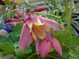 Image result for Aquilegia vulgaris Tower Mix