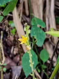 Image result for Alectra orobanchoides