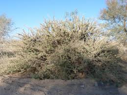 Image result for Acacia hebeclada