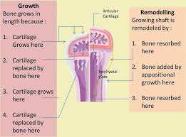 A long bone has two parts: Bone Development And Growth Intechopen