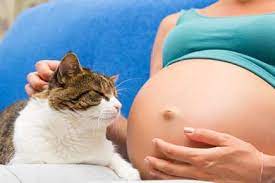 Family Cats and Pregnant Women: Take Measures to Prevent Toxoplasmosis Infection - Alpenlofts Veterinary Clinic