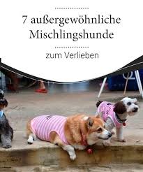 Der beliebteste japanische hund mit dem runden gesicht und dem großen lächeln ist der kleine bruder des akitas. Pin Auf Rassen