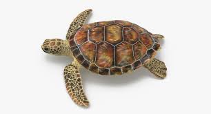 Sea Turtle Rigged 3d Model Turtle Sea Turtle 3d Model