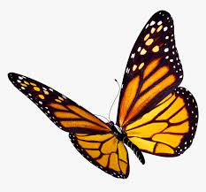 All butterfly clip art are png format and transparent background. Transparent Butterflies Png Transparent Transparent Background Butterfly Clipart Png Download Kindpng