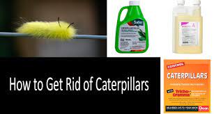 Check spelling or type a new query. How To Get Rid Of Caterpillars Top 6 Caterpillar Control Products
