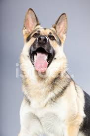 We did not find results for: Beautiful German Shepherd Dog Against Grey Studio Sh Stock Photos Freeimages Com