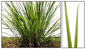 Image result for Andropogon lima