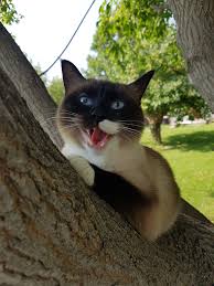 Smiley Cat Kedi