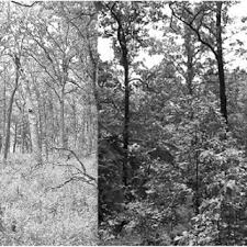 Image result for Acacia tenuispina