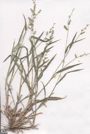 Image result for Echinochloa ugandensis