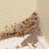While there are common household items as well as garden plants that possess insecticidal and repellent properties, experts claim that there is no effective homemade termite repellent. 1