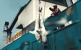 We did not find results for: Dia Do Oceano Documentarios Da Netflix Escancaram A Devastacao Nos Mares Noticias Da Tv