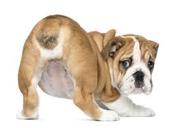 Dog Scooting Their Butt On The Floor Learn What It Means