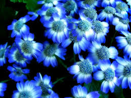 Blue Flowers Blue Flower Wallpaper Types Of Blue Flowers Blue Flower Pictures