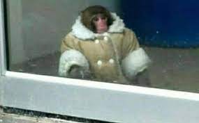 We did not find results for: Inspo Monke Streetwear