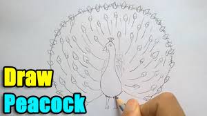 Now you know how to draw a beautiful peacock with an open tail from scratch! How To Draw A Peacock Youtube