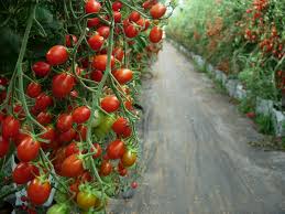 It is located on the tay river, 83 km southwest of ottawa, and. Forum Fruit Trees In Perth Wa