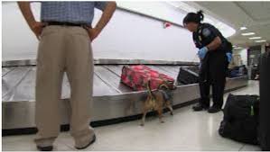 Here are some things you shouldn't travel with to make your airport time easier. Can Airport Security Detect A Small Amount Of Marijuana In Luggage When Traveling To India Quora