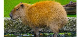 South america is home to a vast array of species endemic to the region. Amazon Rainforest Animals Fantastic Beasts Where To Find Them Bolivia Hop
