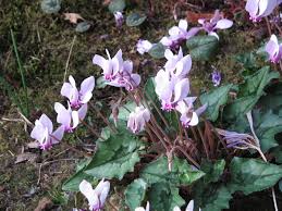 Lesson summary once a plant's seed is buried in the soil, it begins to. Cyclamen Hederifolium Wikipedia