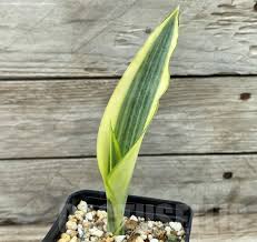 Image result for Sansevieria metallica