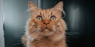 Maybe you would like to learn more about one of these? Cat Acne How To Treat And Prevent Breakouts