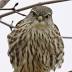 Jim McCormac: Merlins wintering in Columbus cemetery a sign of ...