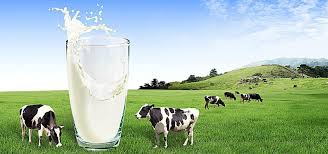 Cup Milk Cows Green Grass Wave Poster Banner Wave Poster Cow Photography Milk Cow