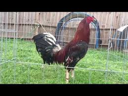 This video for breeding and shows purposes only. Kelso Out Out By Thundervalley Game Farm By Thundervalley Gamefarm