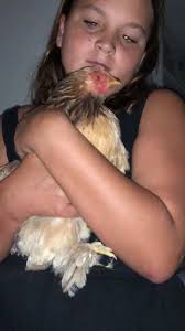 Why are two chickens making these honking noises?