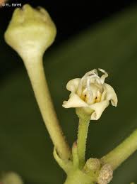 Image result for Cynanchum ledermannii