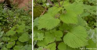 Image result for Plectranthus guruensis