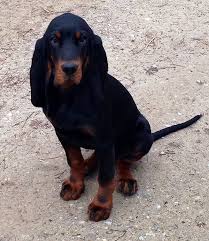 Black And Tan Coonhound For Sale In Texas Black And Tan Coonhound 02 Coonhound Coonhound Puppy Basset Hound Dog