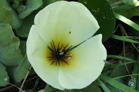 Image result for Limnocharitaceae