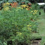 Image result for Caesalpinia cassioides