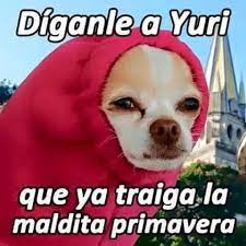 Perro Meme Lo Mas Gracioso Y Nuevo Del Internet Memes Lindos Memes De Frio Memes Espanol Graciosos