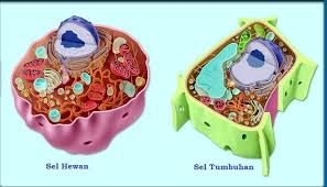 Contoh Gambar Sel Hewan Dan Sel Tumbuhan Beserta Keterangannya Perbedaan Sel Hewan Dan Sel Tumbuhan Tubuh Manusia Memiliki Bah Sel Hewan Sel Tumbuhan Hewan