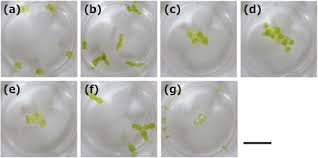 Image result for Wolffiella welwitschii