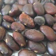 Image result for Acanthus mayaccanus