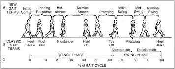 Gait Cycle Foot Ankle Orthobullets
