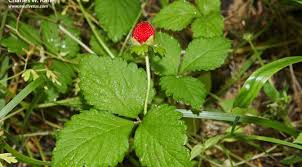 Image result for Duchesnea indica