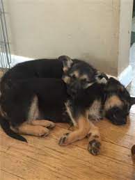 We are a german shepherd rescue organization serving primarily oregon and sw washington. German Shepherd Puppies Puppies And Dogs For Sale Pets Classified Ad Oregonlive Com German Shepherd Puppies Dogs For Sale Puppies