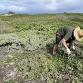 Kalaeokaunaʻoa (Kahuku Point) Volunteer Workday