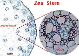 Before cell division, the entire genome is copied. Plant Structure Ii