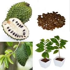 Image result for Annona muricata