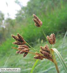 Image result for Bolboschoenus glaucus