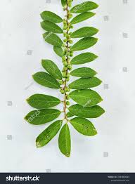 Image result for Bridelia