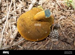 Image result for Suillus sp.