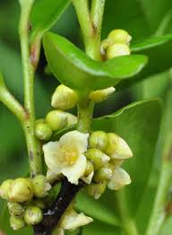Image result for Diospyros ferrea