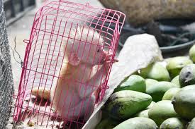 Image result for monkey caged